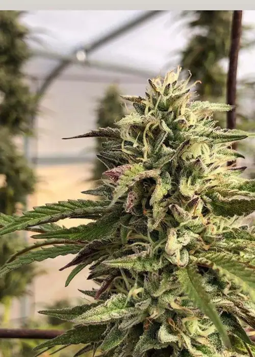 GMO aka Chem Cookies by Mamiko Seeds, Photoperiod cannabis strain