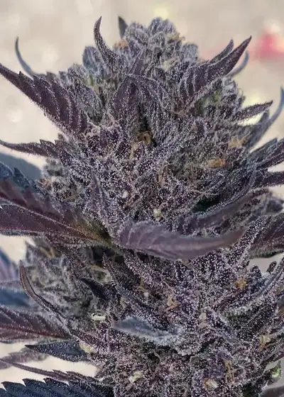Gmo Auto cannabis strain