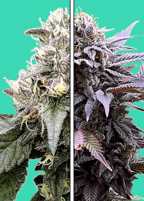 GMO Garlic Cookies x Red Velvet by Nupeddler, Photoperiod cannabis strain