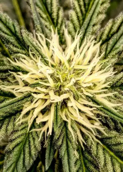 GMO x Animal Cookies by Ripper Seeds, Photoperiod cannabis strain