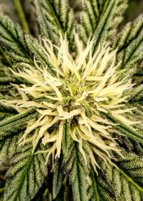 GMO x Animal Cookies by Ripper Seeds, Photoperiod cannabis strain