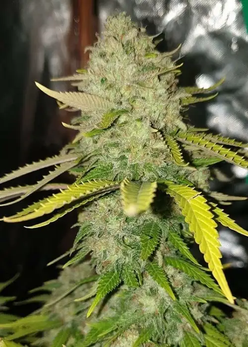 Gnasha by Big Head Seeds, Photoperiod cannabis strain