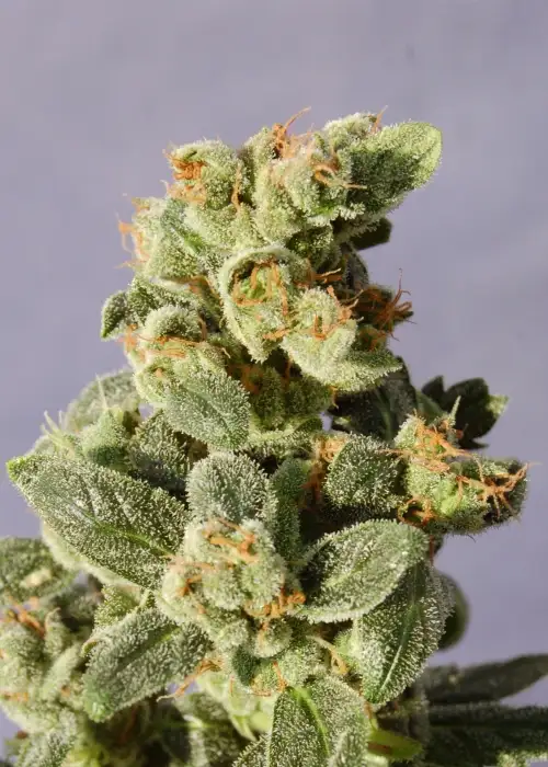 Gnomo Auto by Kannabia Seed Company, Autoflower cannabis strain