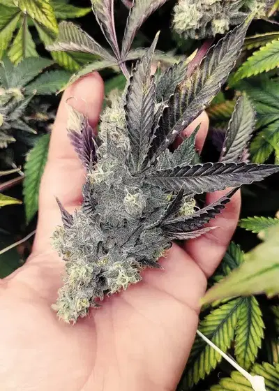Goat Cream by G.O.A.T Genetics, Photoperiod cannabis strain