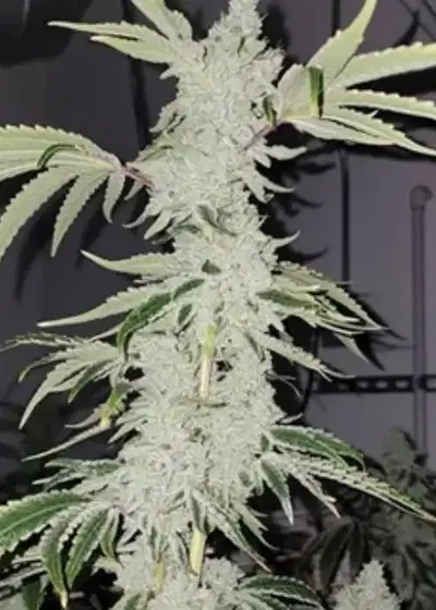 Goat Gas by Capulator, Photoperiod cannabis strain