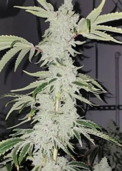 Goat Gas by Capulator, Photoperiod cannabis strain