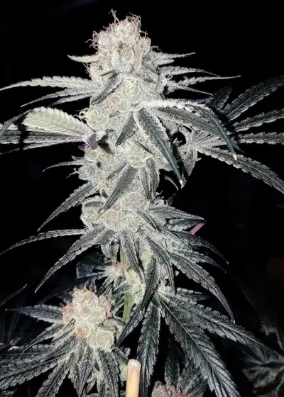Goat Gouda by G.O.A.T Genetics, Photoperiod cannabis strain