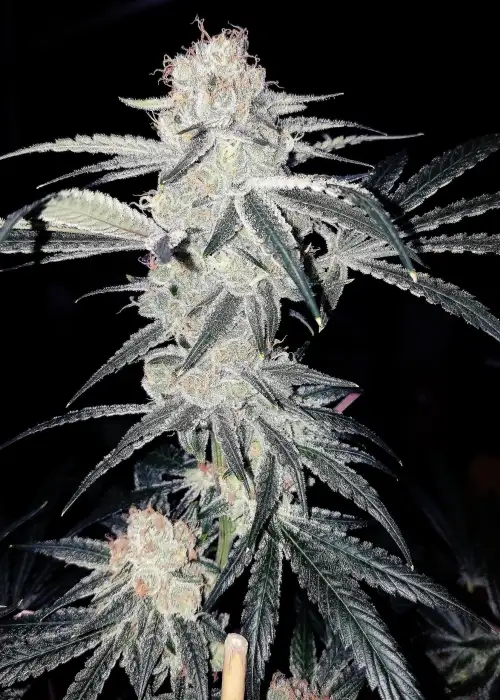 Goat Gouda by G.O.A.T Genetics, Photoperiod cannabis strain