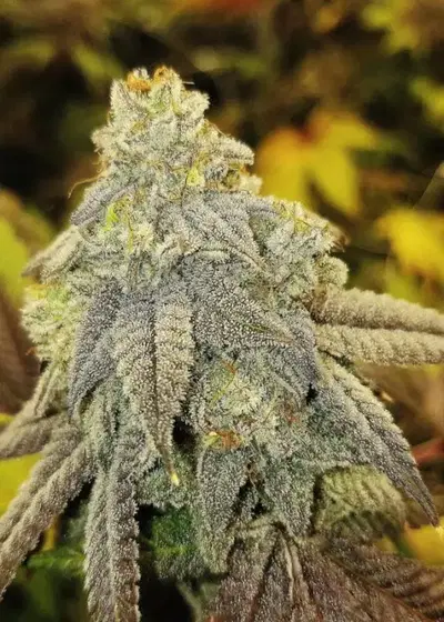 Goatzart by G.O.A.T Genetics, Photoperiod cannabis strain