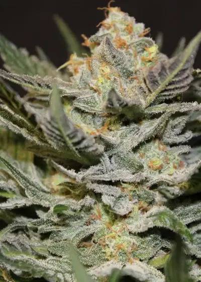 God Bud by Jordan Of The Islands, Photoperiod cannabis strain