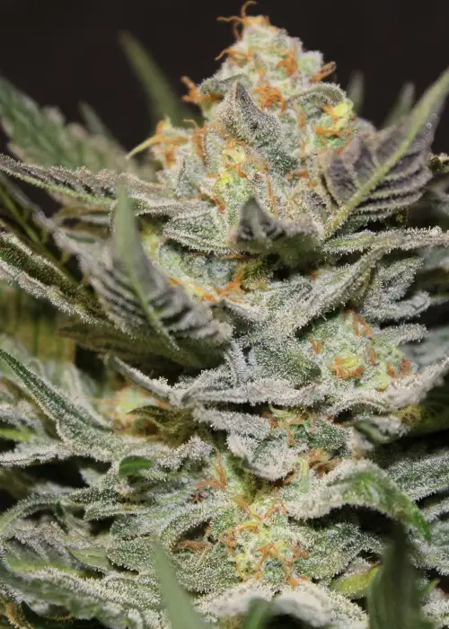 God Bud by Jordan Of The Islands, Photoperiod cannabis strain