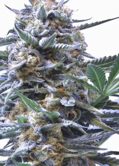 God Particle by Speedrun Seeds, Autoflower cannabis strain