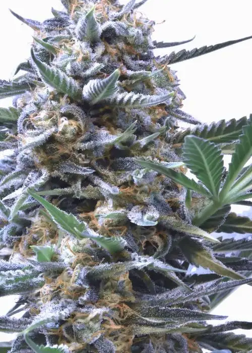 God Particle by Speedrun Seeds, Autoflower cannabis strain