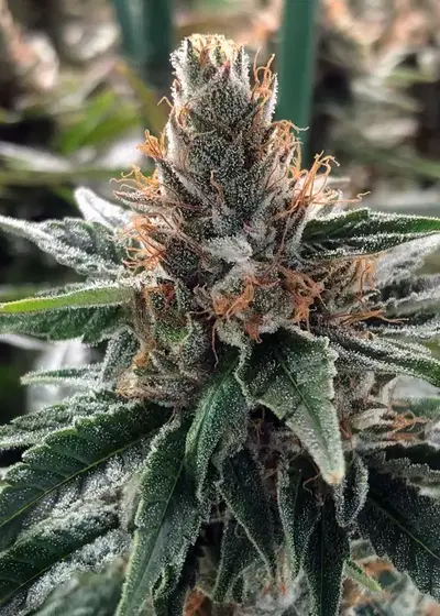God's Glue Feminized by Ministry of Cannabis, Photoperiod cannabis strain