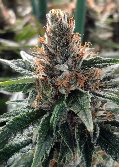 God's Glue Feminized by Ministry of Cannabis, Photoperiod cannabis strain