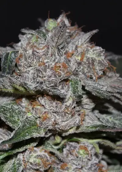 God’s Green Crack by Jordan Of The Islands, Photoperiod cannabis strain