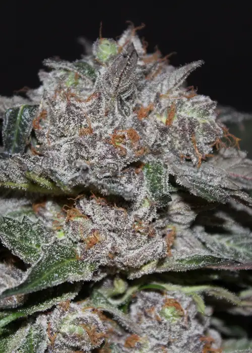 God’s Green Crack by Jordan Of The Islands, Photoperiod cannabis strain