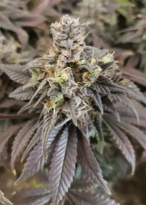 God’s Green Crush by Jordan Of The Islands, Photoperiod cannabis strain