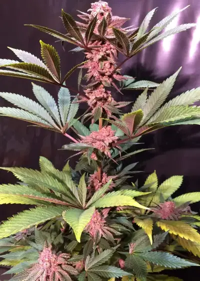 God’s Space Needle cannabis strain