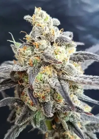 Godberry by Freedom of Seeds, Photoperiod cannabis strain