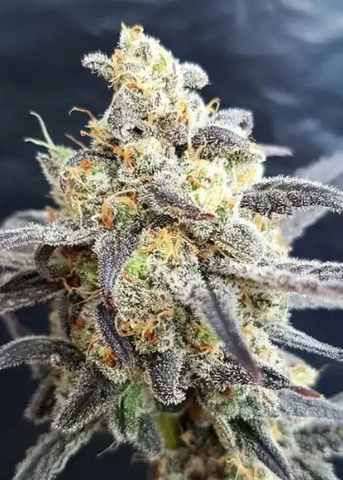 Godberry by Freedom of Seeds, Photoperiod cannabis strain
