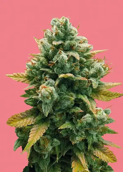 Godfather Bomb by Bomb Seeds, Photoperiod cannabis strain