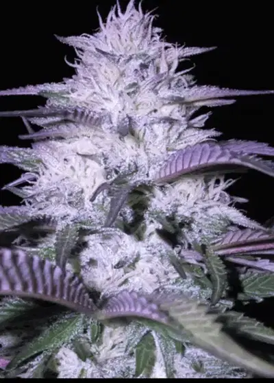Godfather by Dr. Seeds, Photoperiod cannabis strain