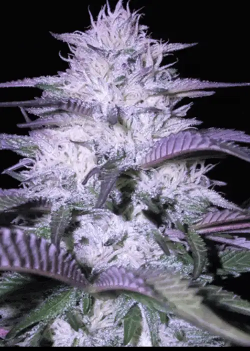 Godfather by Dr. Seeds, Photoperiod cannabis strain