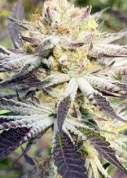 Gods Sluricane by Jordan Of The Islands, Photoperiod cannabis strain