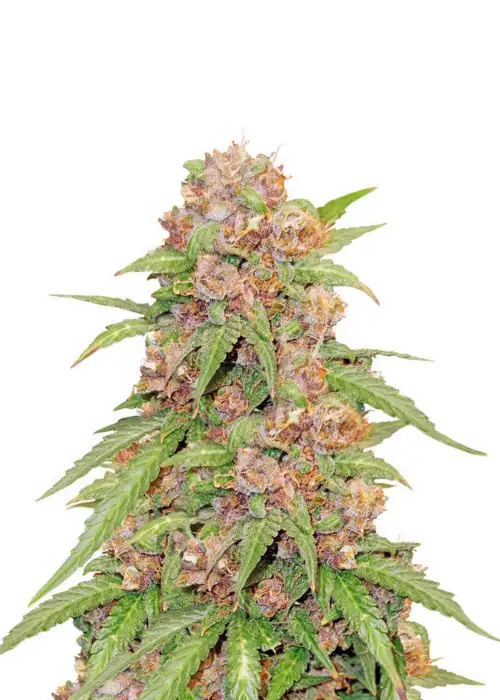 Godzilla Cookies Auto by Herbies Seeds, Autoflower cannabis strain