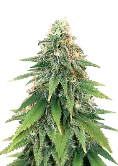 Godzilla Glue #4 by Herbies Seeds, Photoperiod cannabis strain