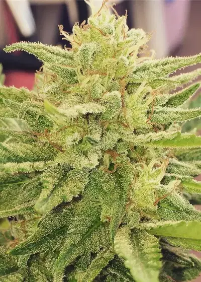Godzilla Glue by Pua Mana 'Ohana, Photoperiod cannabis strain