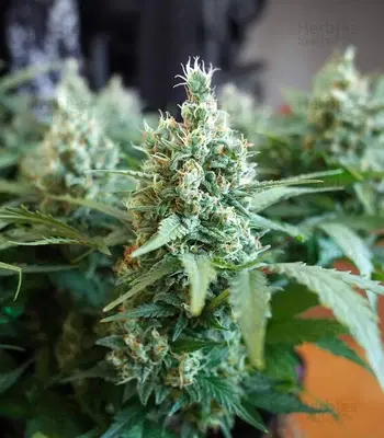 Godzilla Original Glue GG#4 Auto by Herbies Seeds, Autoflower cannabis strain