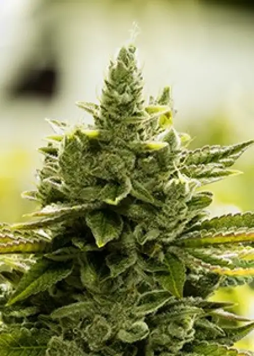Goji Glue by Moxie 710, Photoperiod cannabis strain