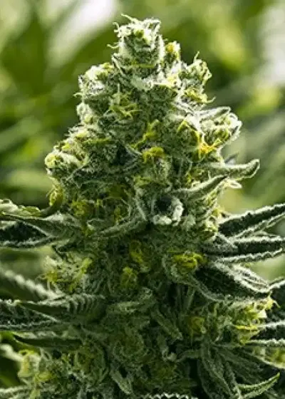 Goji Golden Cobra by Moxie 710, Photoperiod cannabis strain