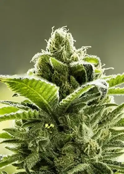 Goji Valley Kush by Moxie 710, Photoperiod cannabis strain