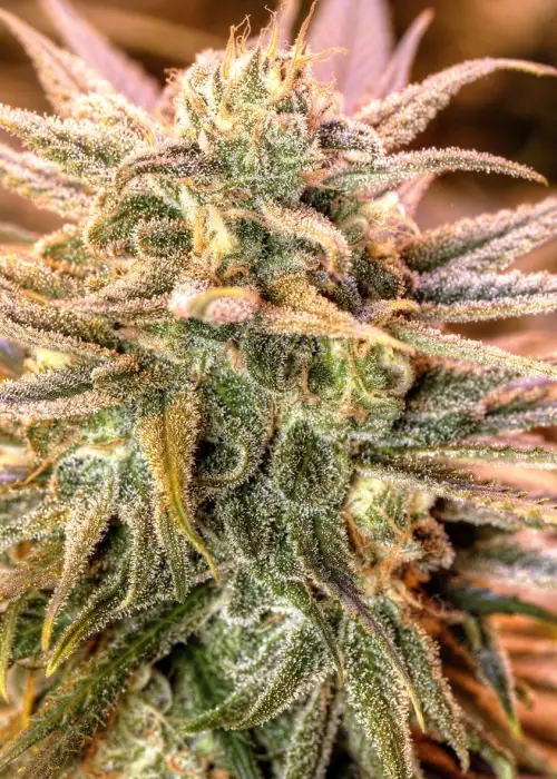 Gold Bar Kush by Spliff Seeds, Photoperiod cannabis strain