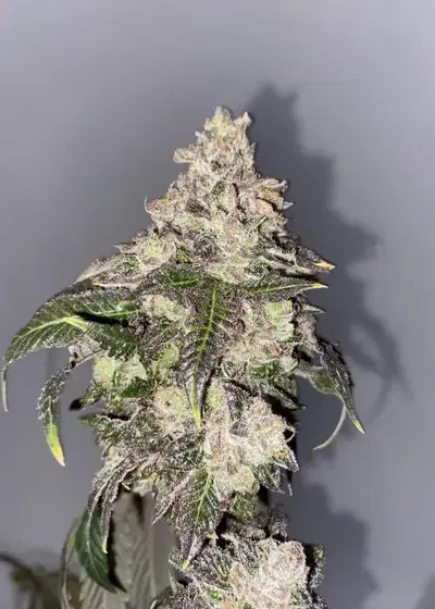 Gold Digger by Surfr Seeds, Photoperiod cannabis strain