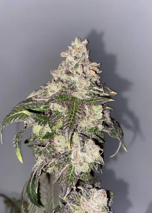 Gold Digger by Surfr Seeds, Photoperiod cannabis strain