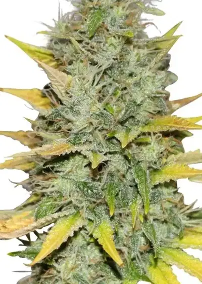 Gold Leaf Autoflower by ILGM, Autoflower cannabis strain