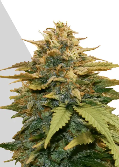 Gold Leaf by SeedSupreme, Photoperiod cannabis strain