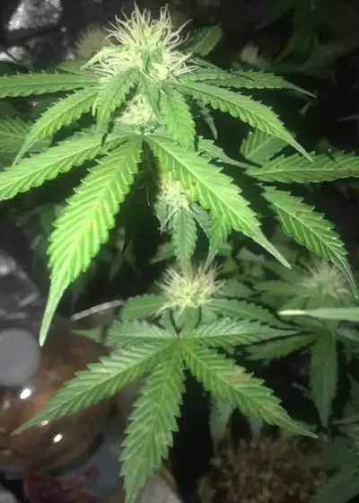 Gold Star by Bodhi Seeds, Photoperiod cannabis strain