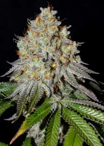 Gold Wave by Green Bud Seeds, Photoperiod cannabis strain