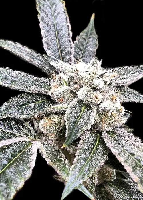 Golden Berry by Genofarm, Photoperiod cannabis strain