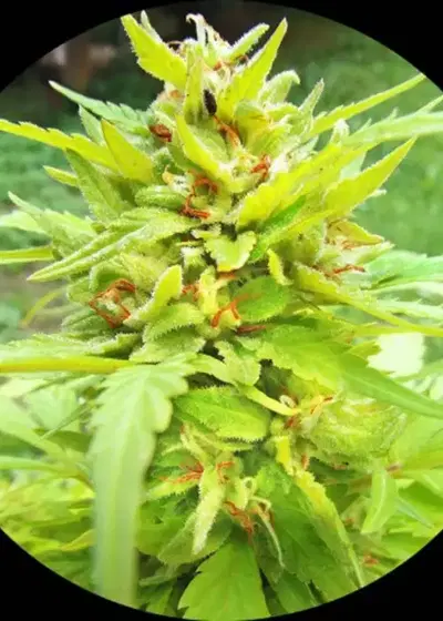Golden Cannary by Top Tao Seeds, Autoflower cannabis strain