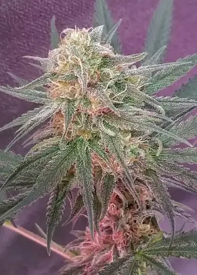 Golden Child by Norstar Genetics, Photoperiod cannabis strain
