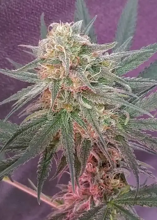 Golden Child by Norstar Genetics, Photoperiod cannabis strain
