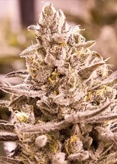 Golden Cobra by Moxie 710, Photoperiod cannabis strain