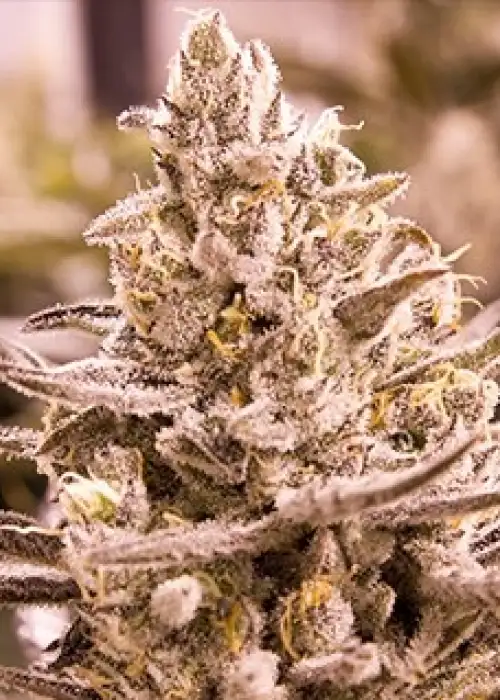 Golden Cobra by Moxie 710, Photoperiod cannabis strain