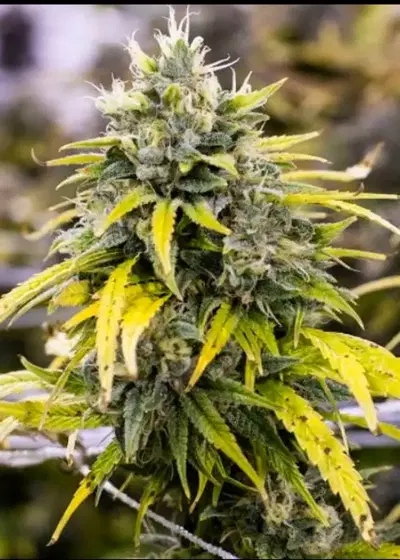 Golden Goat by Coastal Genetics, Photoperiod cannabis strain